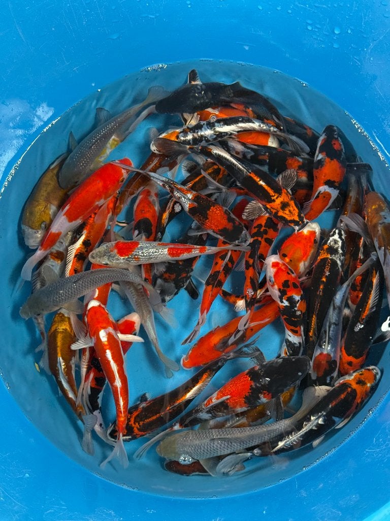 Kase Tosai Mix | 16–20 cm, Karper of Koi