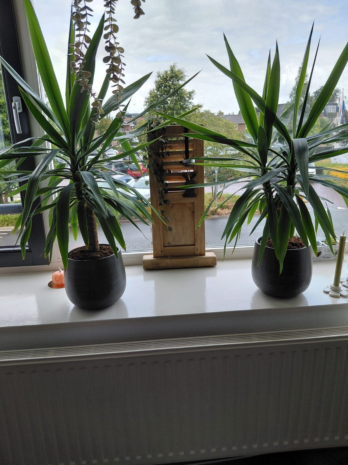 2 mooie kamer planten, Ophalen, Overige soorten, Volle zon