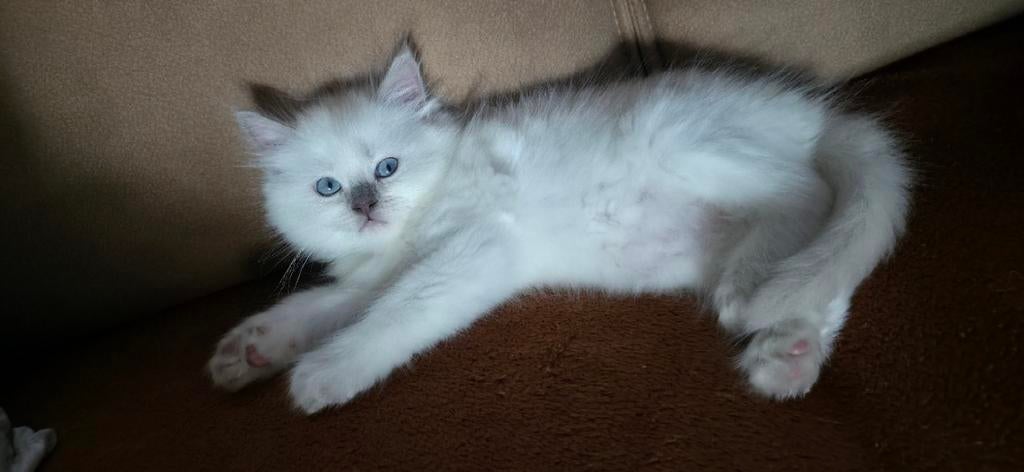 Nog 1 Ragdoll poesje TE KOOP!, Dieren en Toebehoren, Katten en Kittens | Raskatten | Langhaar, Kater, Gechipt, 0 tot 2 jaar