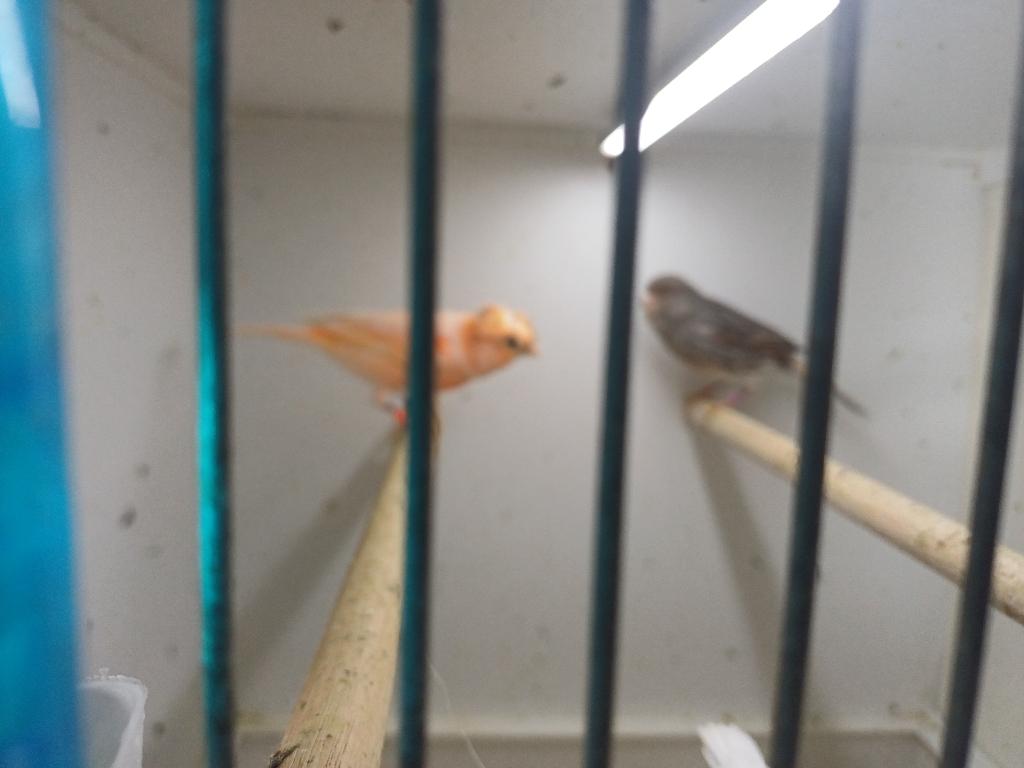 2 koppels harlekijn kanaries, Meerdere dieren, Kleurkanarie