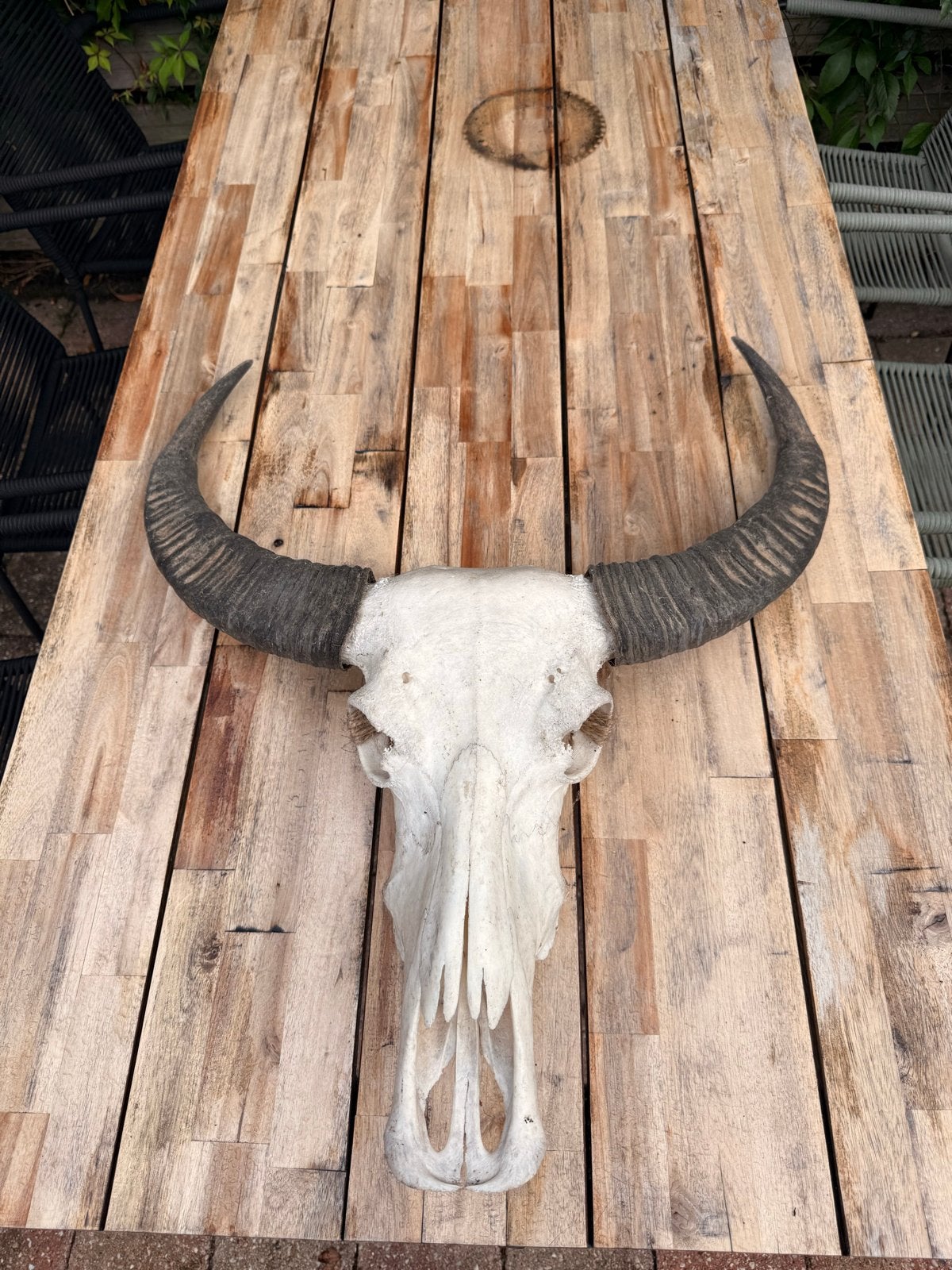 Decoratieve buffelschedel met hoorns, Ophalen