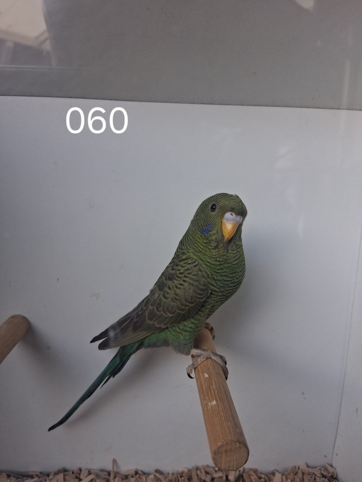 Mooie jonge groene blackface blackwing met kuifje man, Dieren en Toebehoren, Mannelijk, Parkiet, Geringd