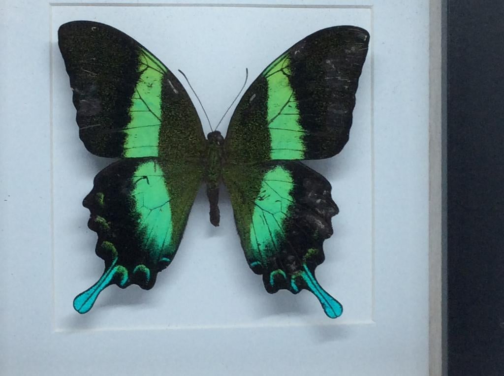 vlinder Papilio Blumei, Ophalen of Verzenden, Nieuw, Insect, Opgezet dier