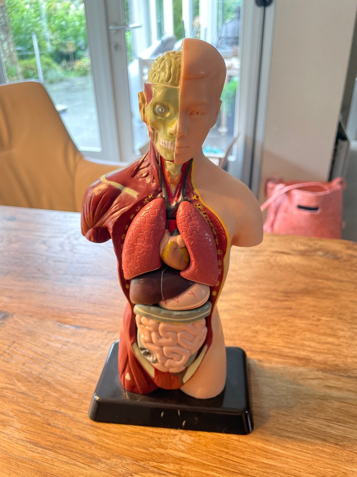 3D Model Menselijk Lichaam - Educatief Anatomie Model, Ophalen of Verzenden, Zo goed als nieuw