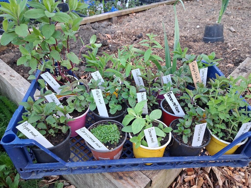 Kruiden, munt (veel soorten), gele Oregano, Volle zon, Vaste plant, Zomer, Ophalen