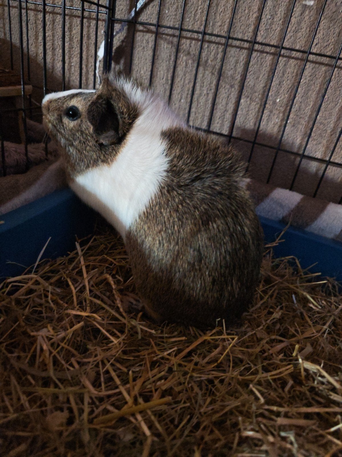 gratis Cavias, Juni, Mannelijk, Cavia
