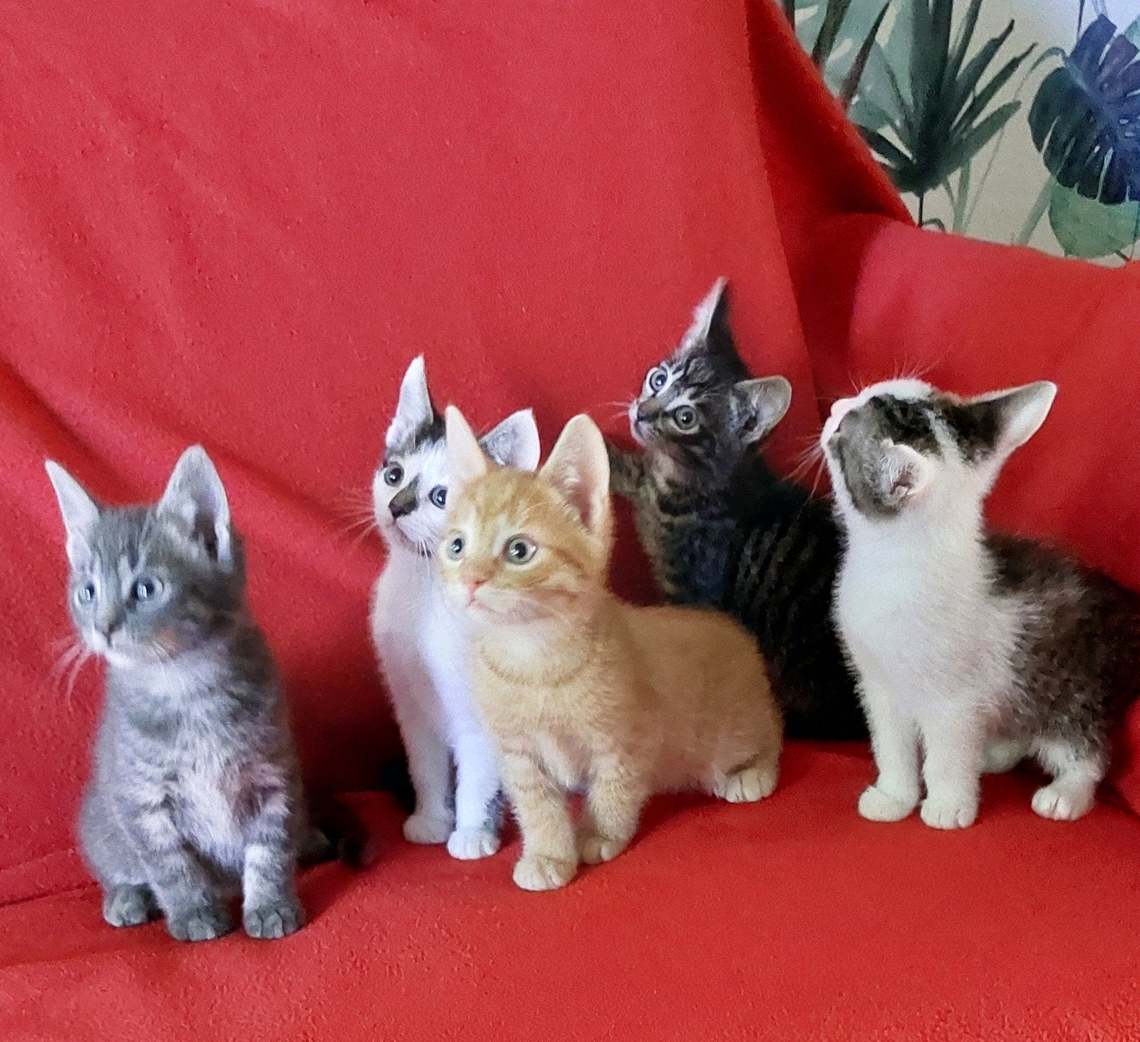 Te koop: Prachtige, lieve en speelse kittens, Dieren en Toebehoren, Meerdere dieren, Kortharig, 0 tot 2 jaar