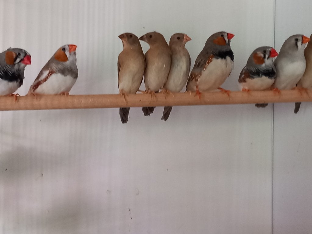 Jonge zebravinken, Meerdere dieren, Tropenvogel