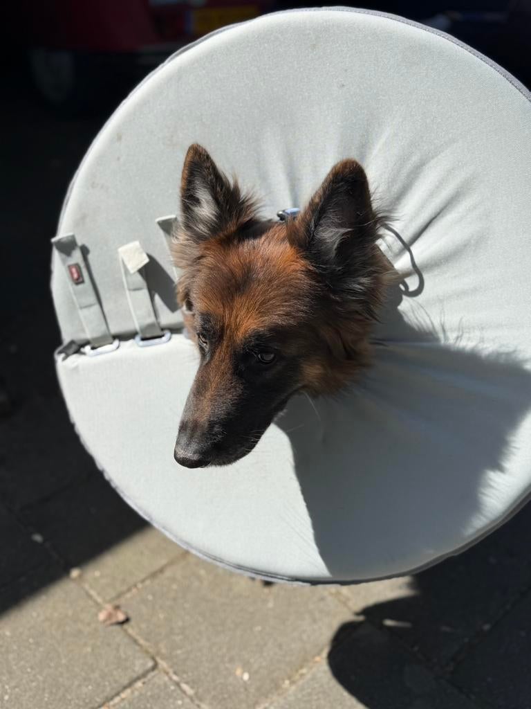 Kraag voor hond, Ophalen, Zo goed als nieuw