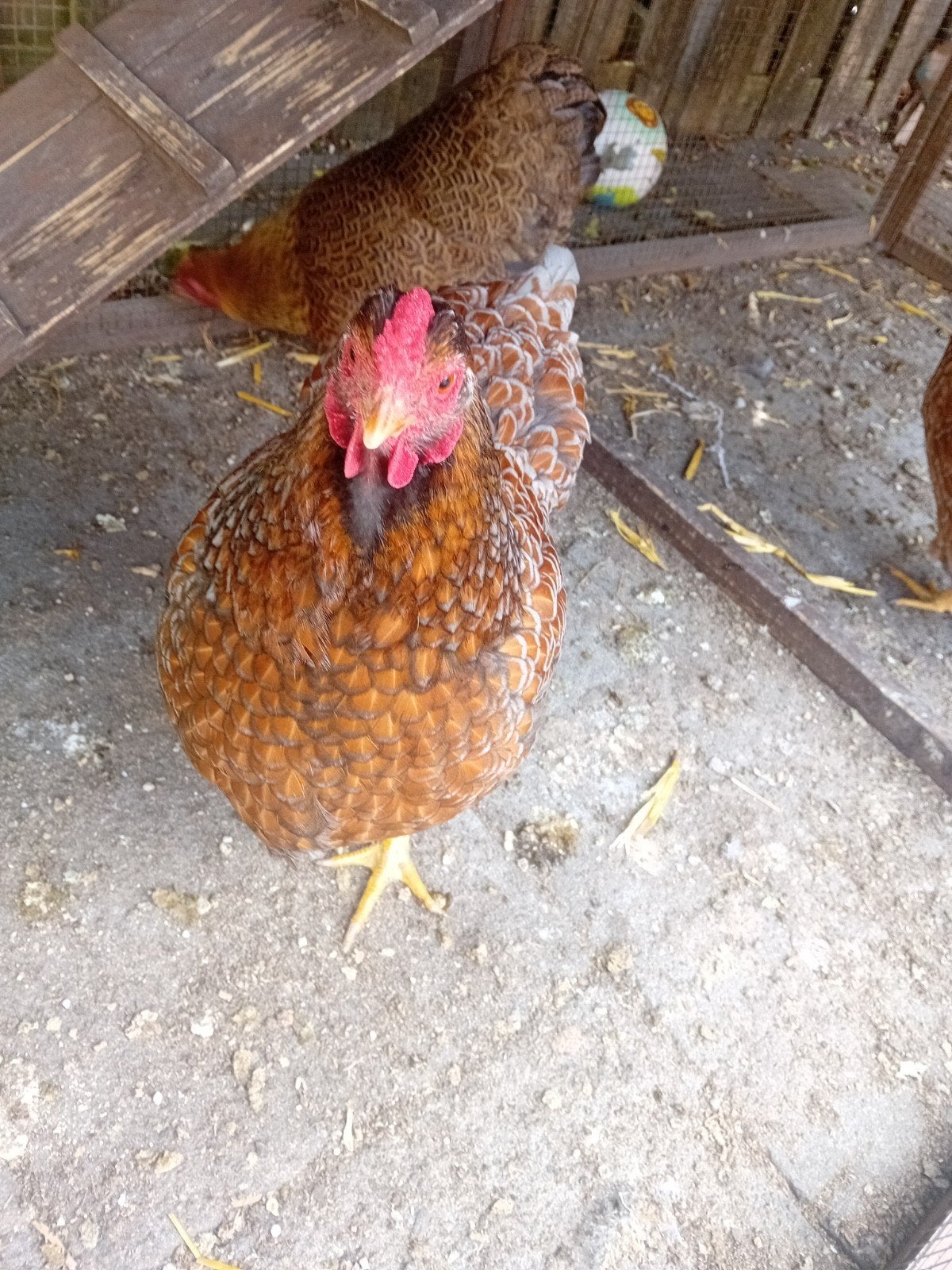 Wyandotte, Dieren en Toebehoren, Pluimvee, Vrouwelijk, Kip