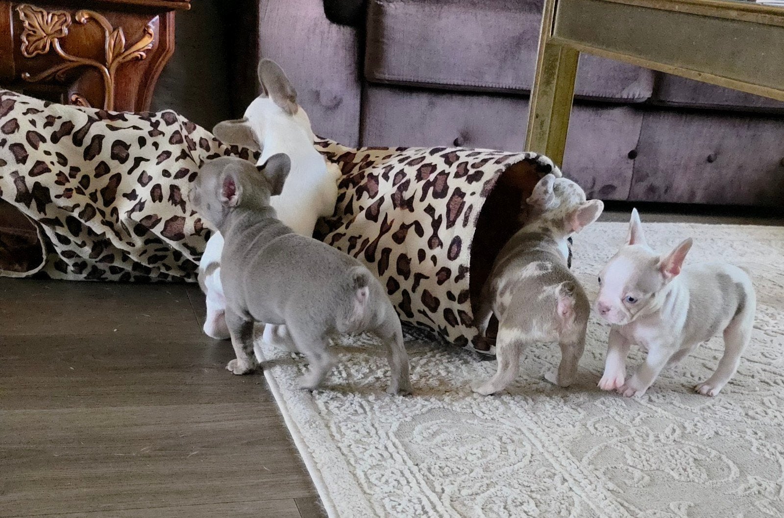 🥰 Prachtige raszuivere isabella kleur Franse Bull, CDV (hondenziekte), 8 tot 15 weken, Bulldog, Meerdere