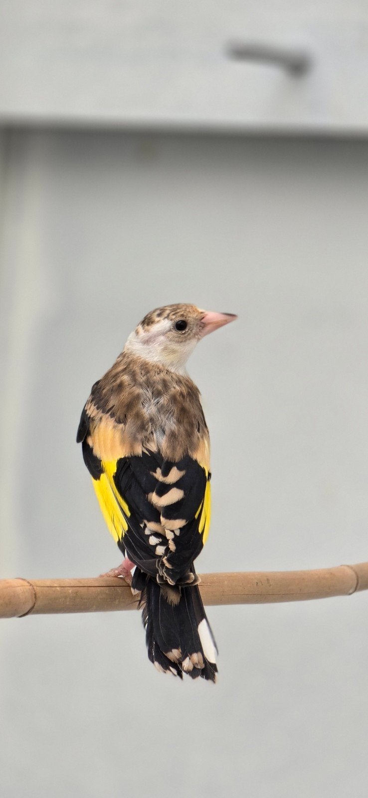 Mooi putter facyato 2026 komt aut Egelhed, Dieren en Toebehoren, Vogels | Overige Vogels, Mannelijk, Wildzangvogel