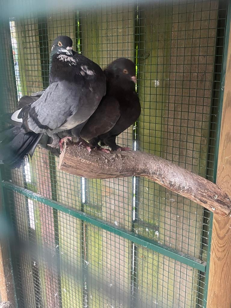 Pauwstaart duiven., Meerdere dieren, Overige soorten