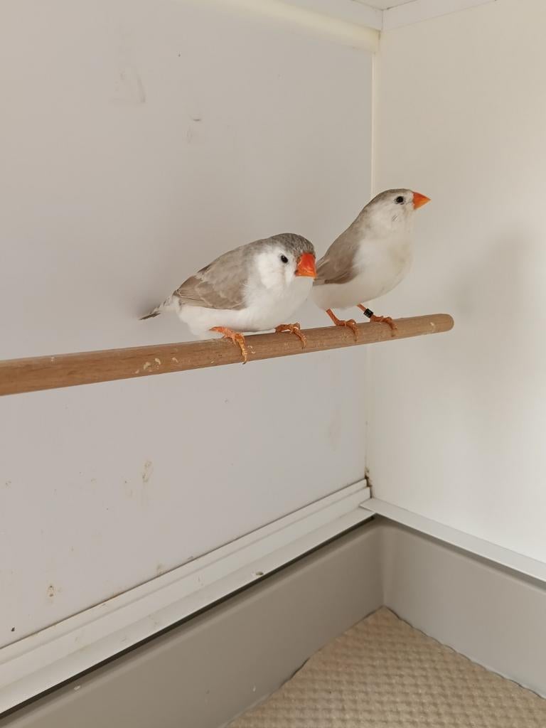 Charcoal split zebravinken popjes, Dieren en Toebehoren, Vogels | Overige Vogels, Vrouwelijk, Tropenvogel, Geringd