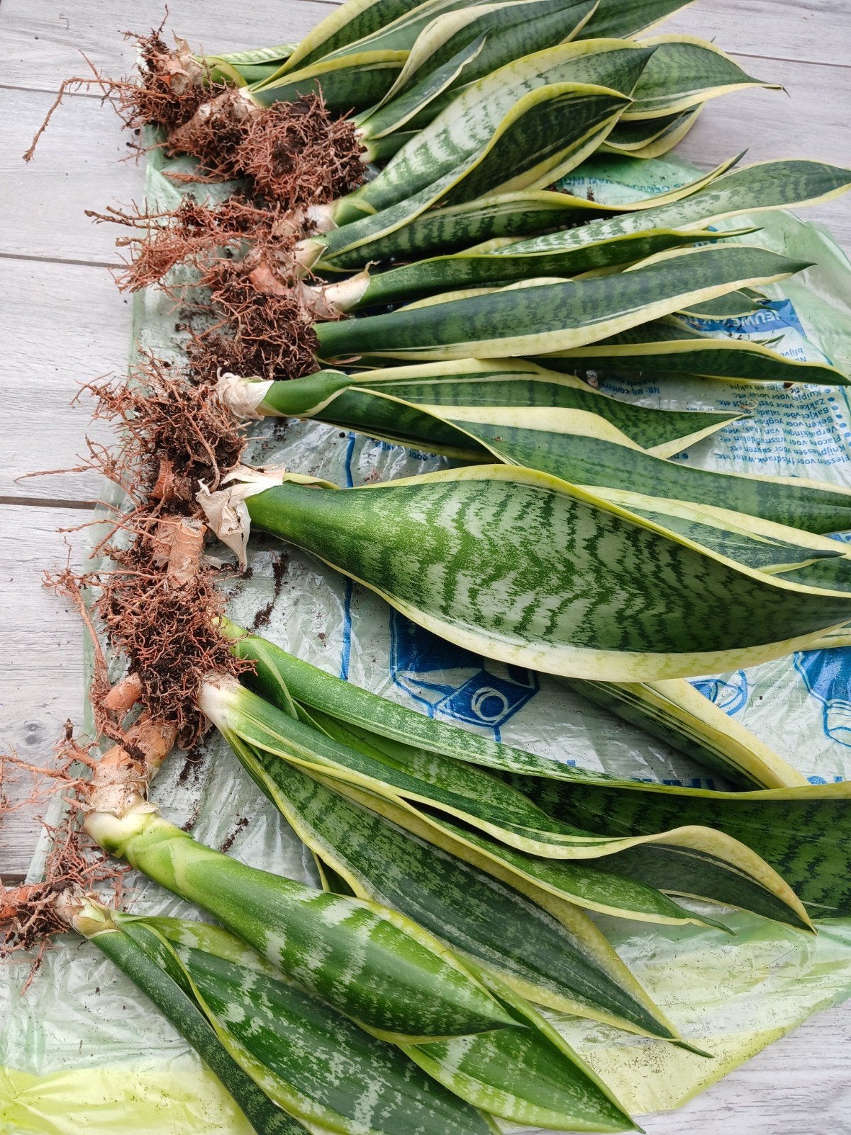 Kamerplant Sanseveria stekken Gratis, Huis en Inrichting, Kamerplanten, Ophalen, Halfschaduw, Minder dan 100 cm