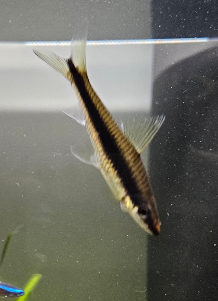 Siamese Algeneters, Dieren en Toebehoren, Vissen | Aquariumvissen, Vis