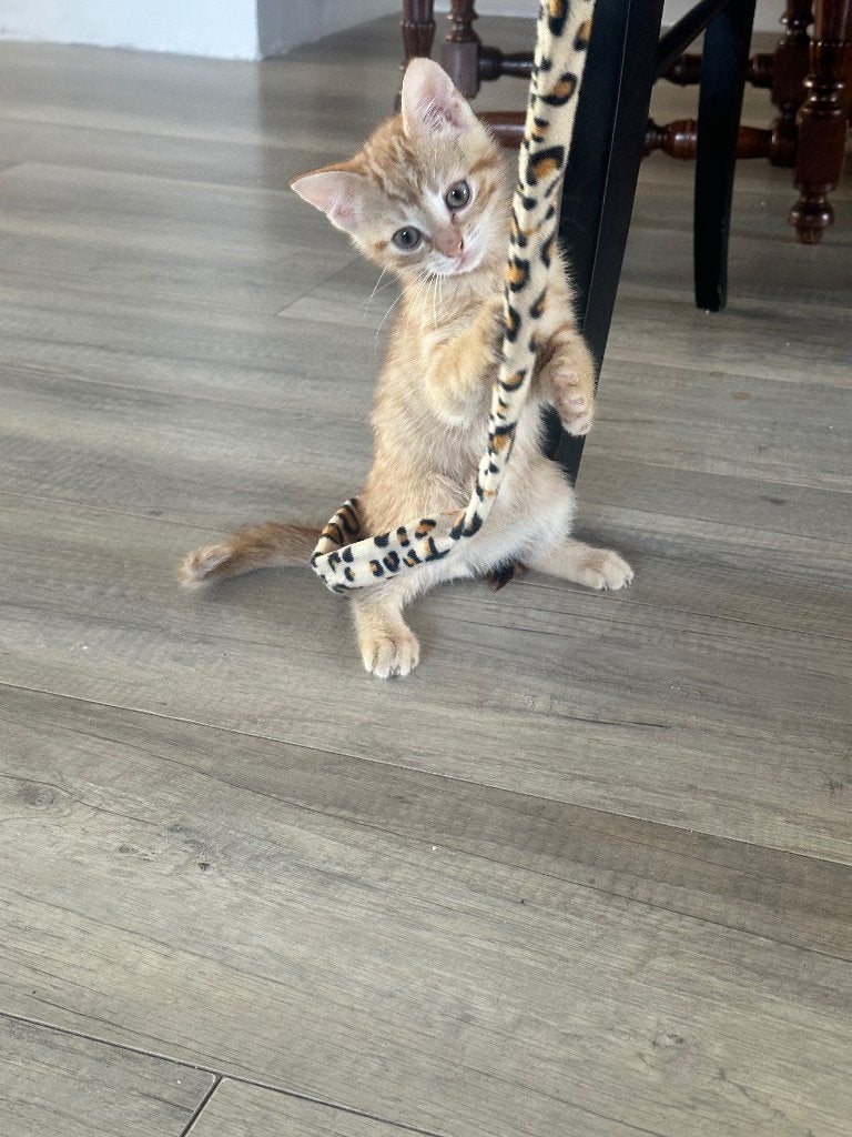 Oranje kitten, Dieren en Toebehoren, Katten en Kittens | Raskatten | Korthaar, Poes, 0 tot 2 jaar