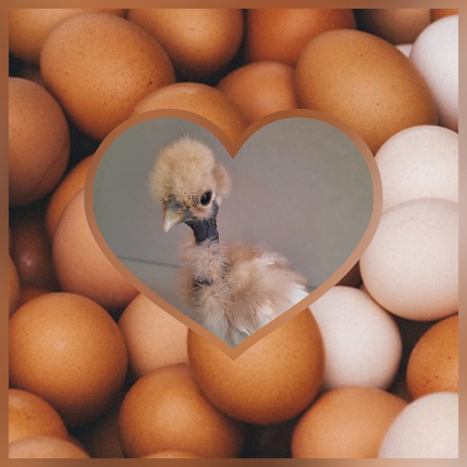 Zijdehoen Showgirl Naakthals kuikens 🐣 En USA krulveer haan, Dieren en Toebehoren, Meerdere dieren, Kip