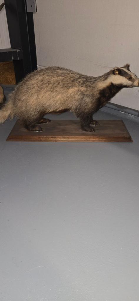 Opgezette Das - Uniek Decoratiestuk, Verzamelen, Dierenverzamelingen, Ophalen of Verzenden