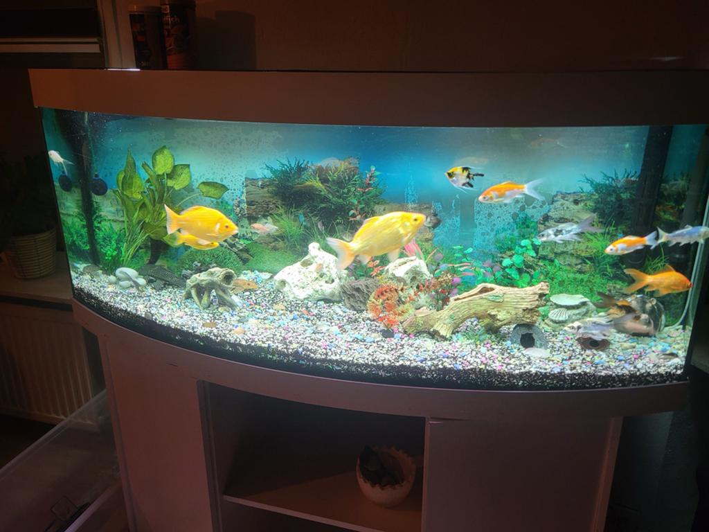 Juwel aquarium, Ophalen, Gebruikt, Inclusief vissen, Gevuld zoetwateraquarium