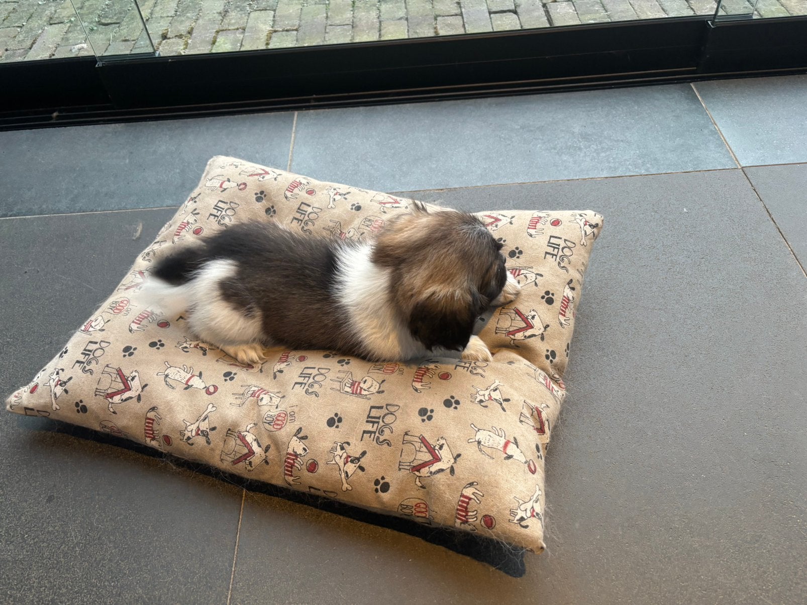 Shih Tzu pups, Parvo, Overige rassen, 8 tot 15 weken, Meerdere