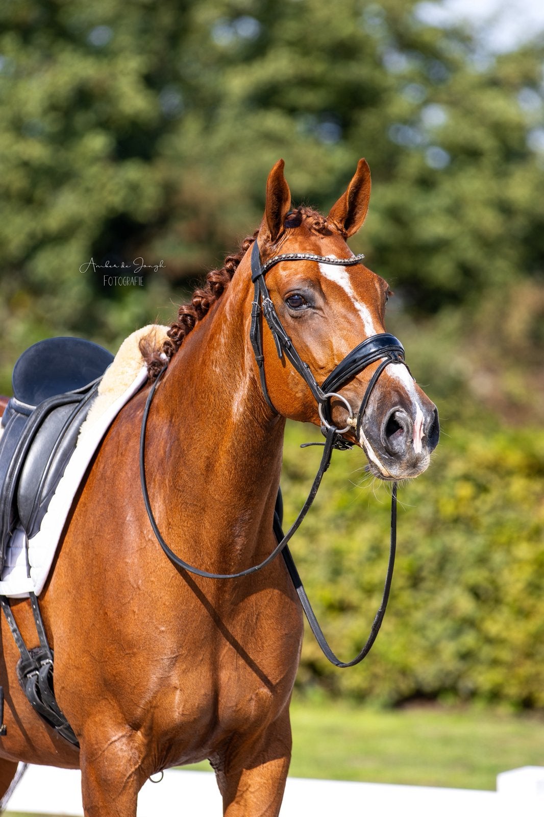 Super fijne 9 jarige merrie, Dieren en Toebehoren, Merrie, Dressuurpaard, 7 tot 10 jaar, 165 tot 170 cm