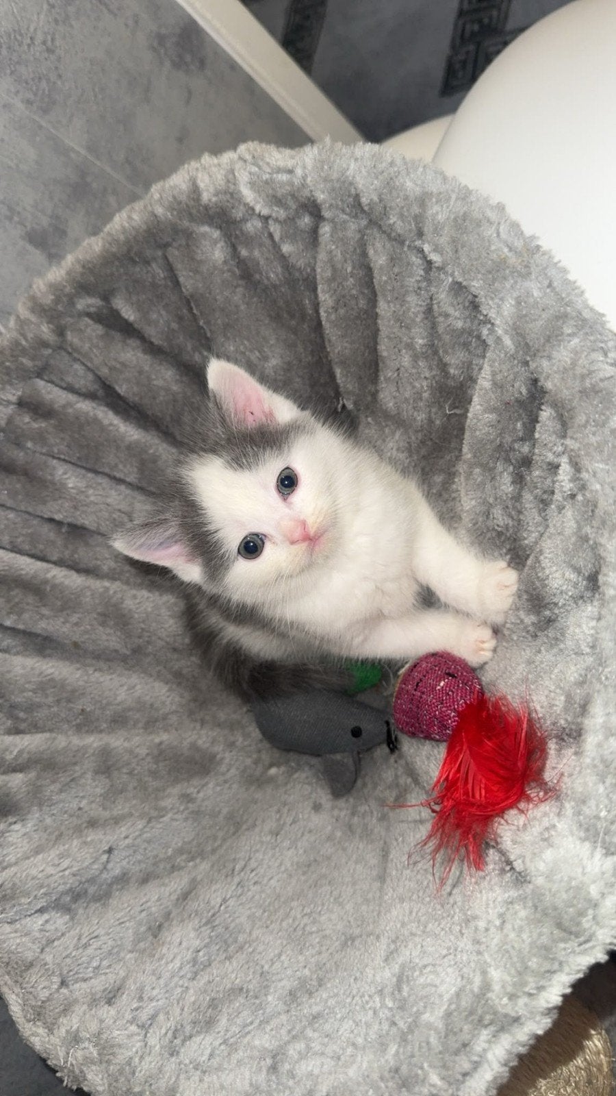 ragdoll x britse korthaar 

Britse Korthaar - 1 poesje en, Meerdere dieren, Ontwormd, 0 tot 2 jaar