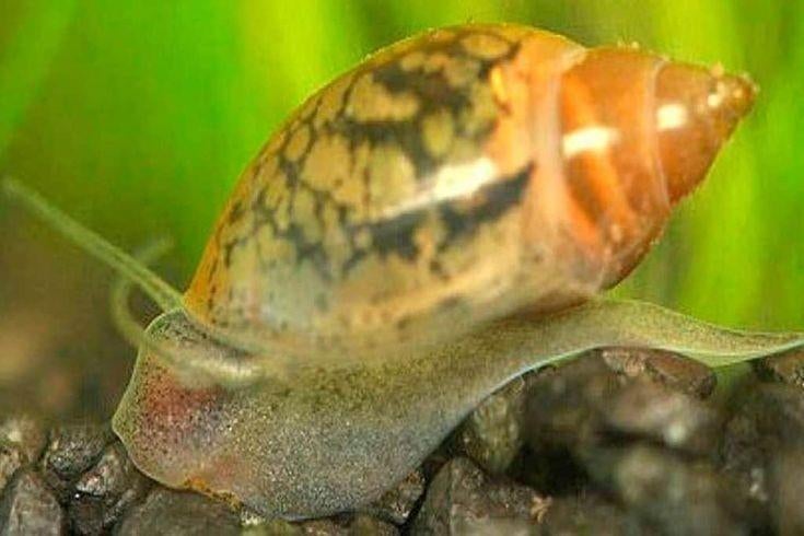 Aquarium vijver slakken, bladdersnails., Slak of Weekdier, Zoetwatervis