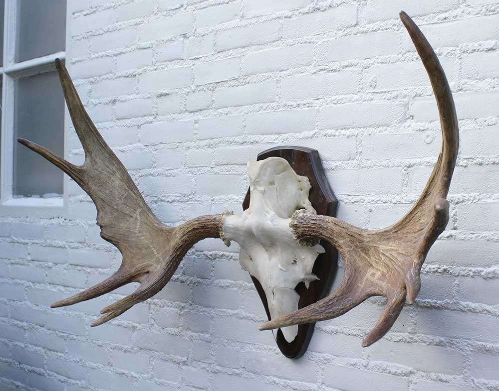 Groot Scandinavisch ELAND GEWEI op houten schild (ref. F), Ophalen, Gebruikt, Hert, Gewei of Kop