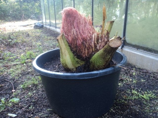 > gunnera DE ALLERGROOTSTE <, Ophalen of Verzenden, Overige soorten, Halfschaduw