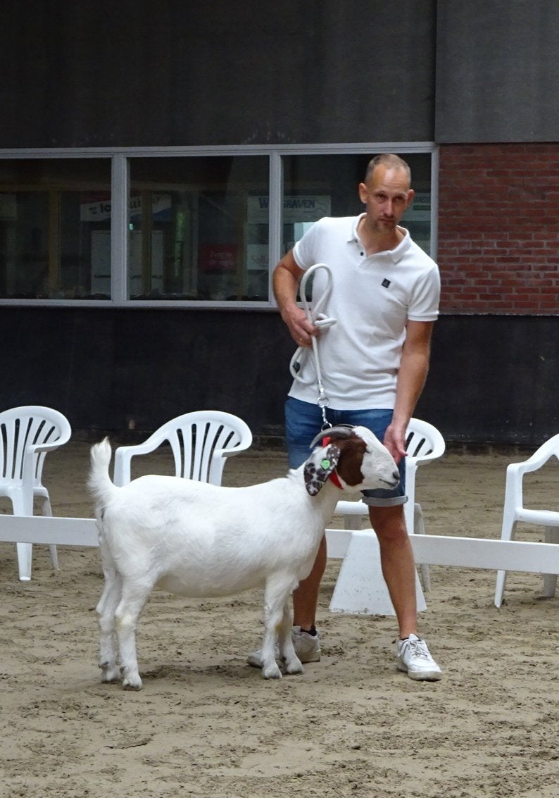 Boergeit dekrijp, Dieren en Toebehoren, Vrouwelijk, Geit, 0 tot 2 jaar