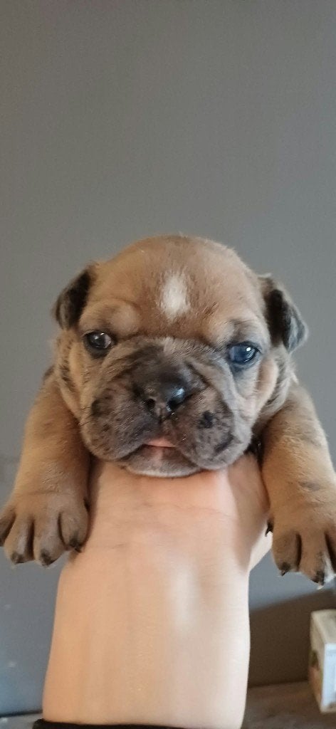 Engelse x franse bulldog puppys, België, Particulier, 8 tot 15 weken, Bulldog