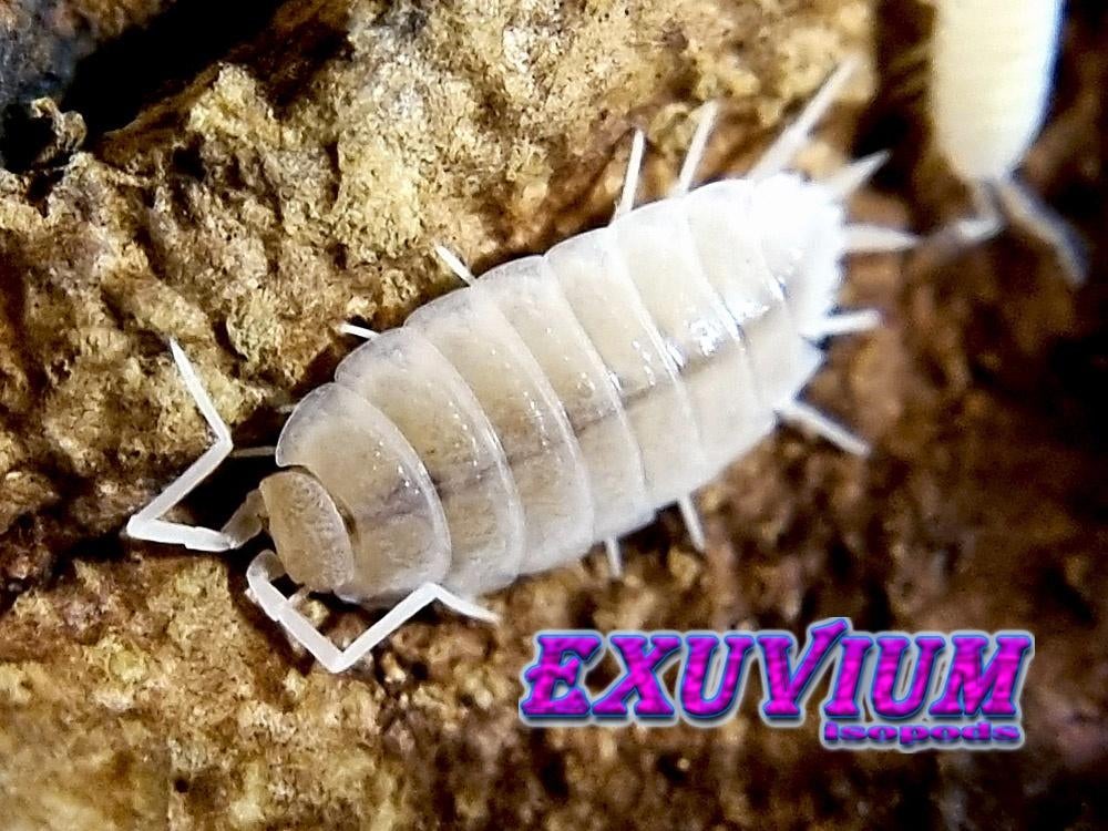 Porcellionides pruinosus Whiteout isopods / pissebedden, Dieren en Toebehoren, Overige soorten
