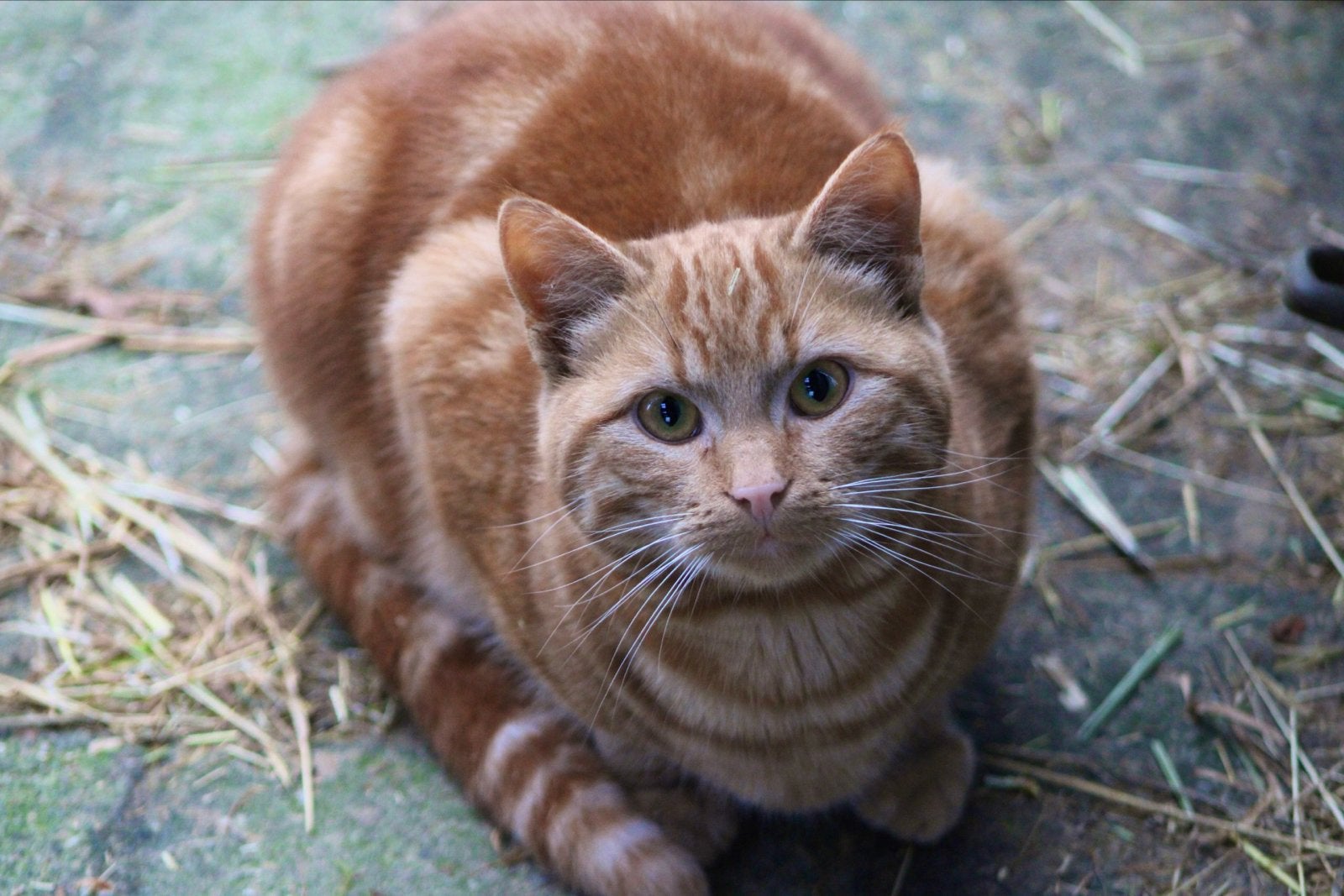 Grote lieve rode kater, Dieren en Toebehoren, Kater, Kortharig, 0 tot 2 jaar