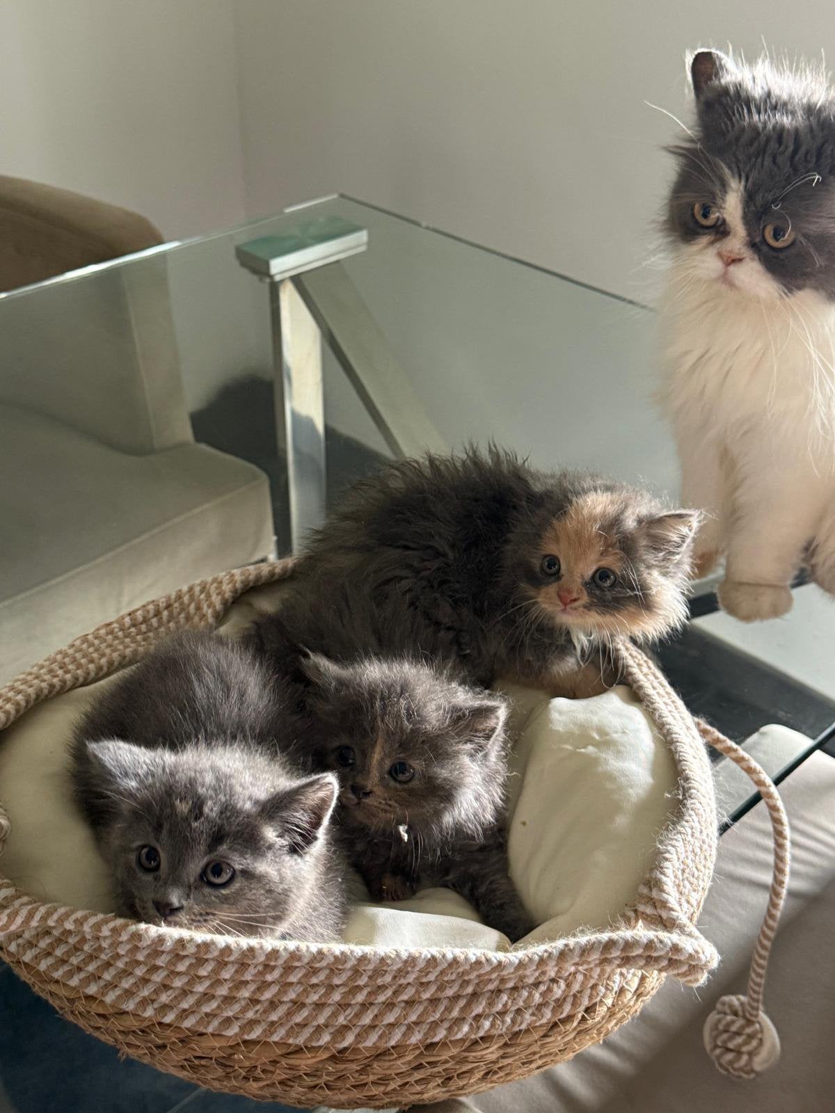 Kittens van perzische mama, Geslacht onbekend, 0 tot 2 jaar