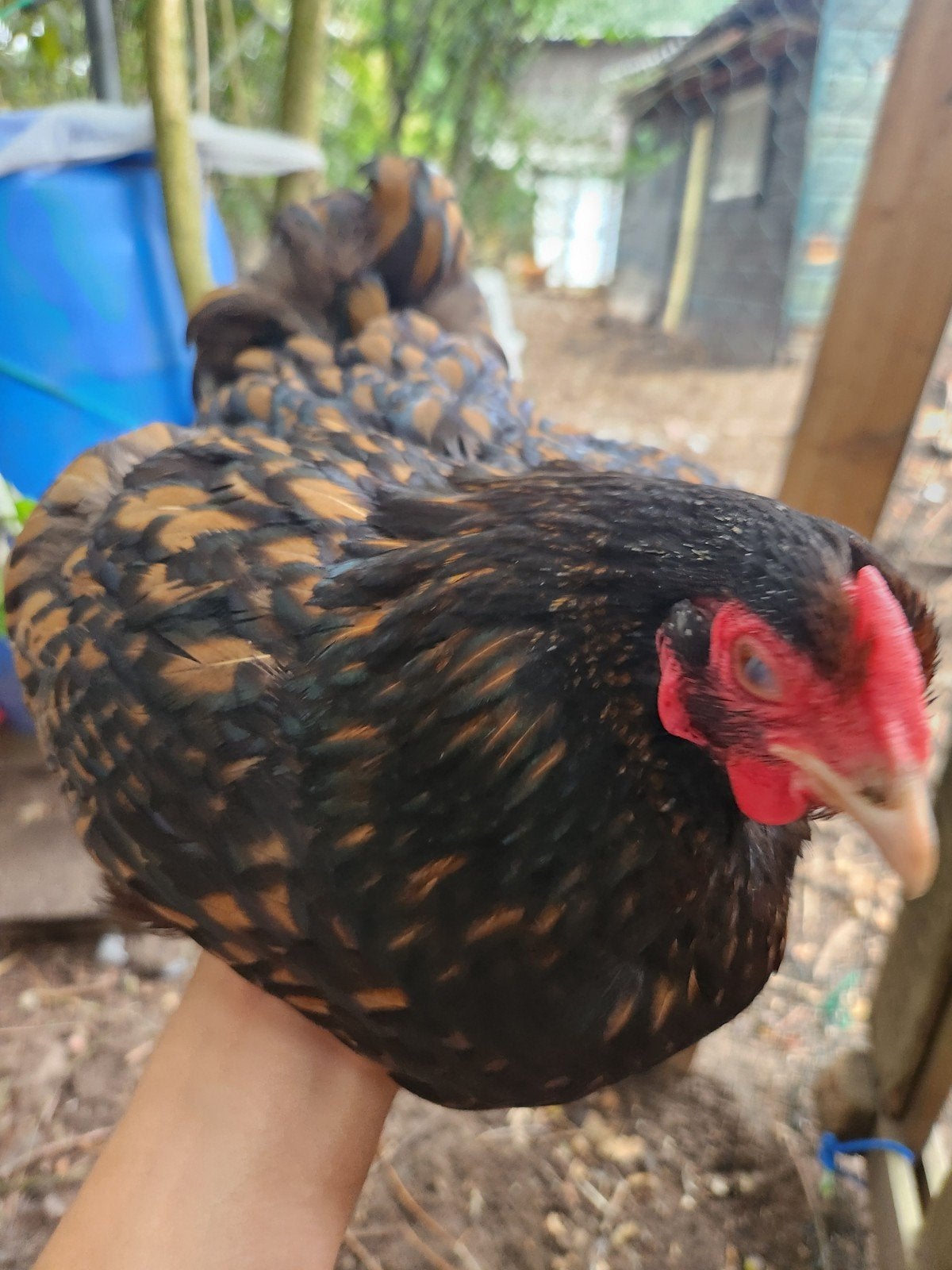 wyadotte, Dieren en Toebehoren, Pluimvee, Kip