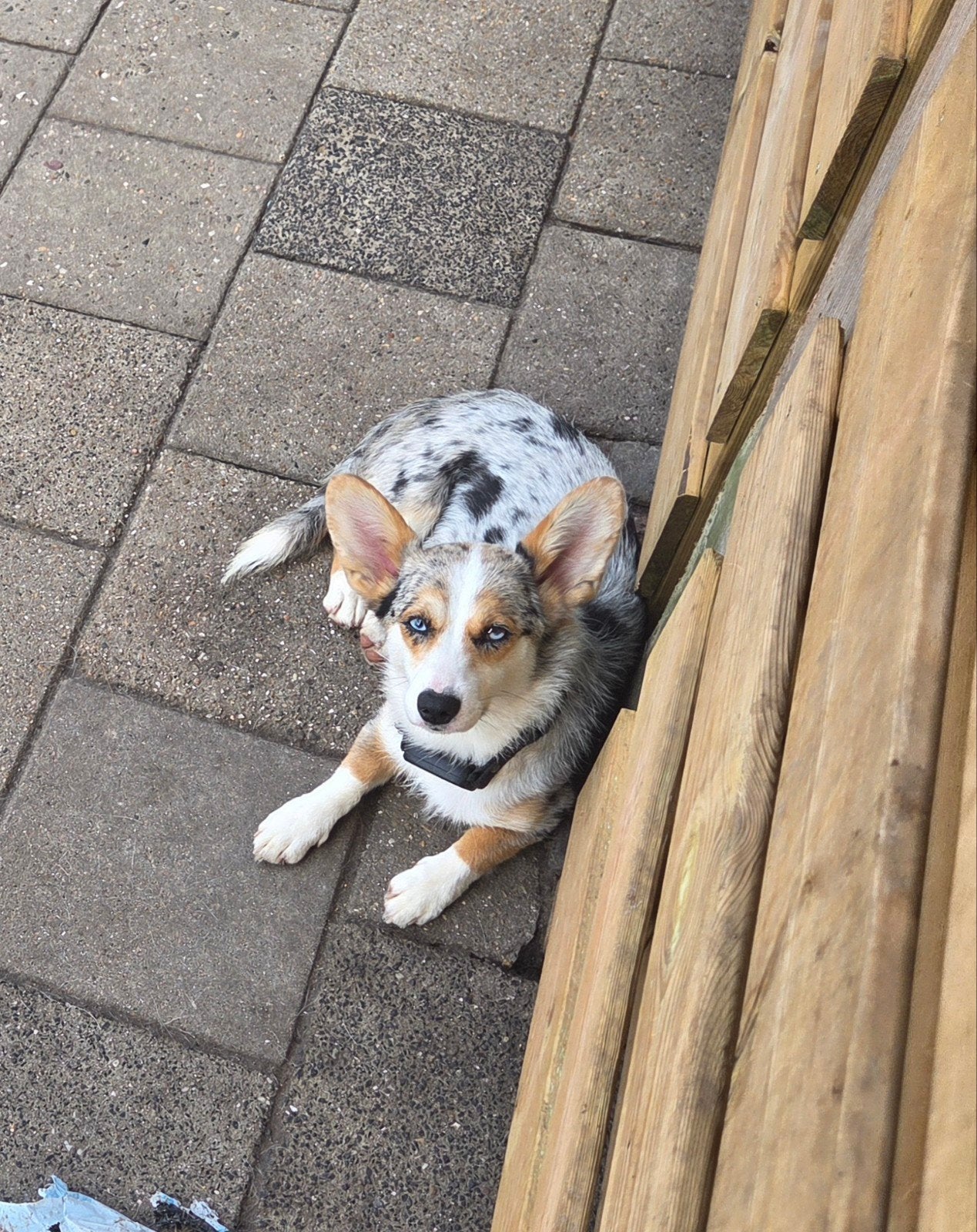 Prachtige Merle Corgi Teef, Dieren en Toebehoren, Parvo, 1 tot 2 jaar, Teef, Eén hond