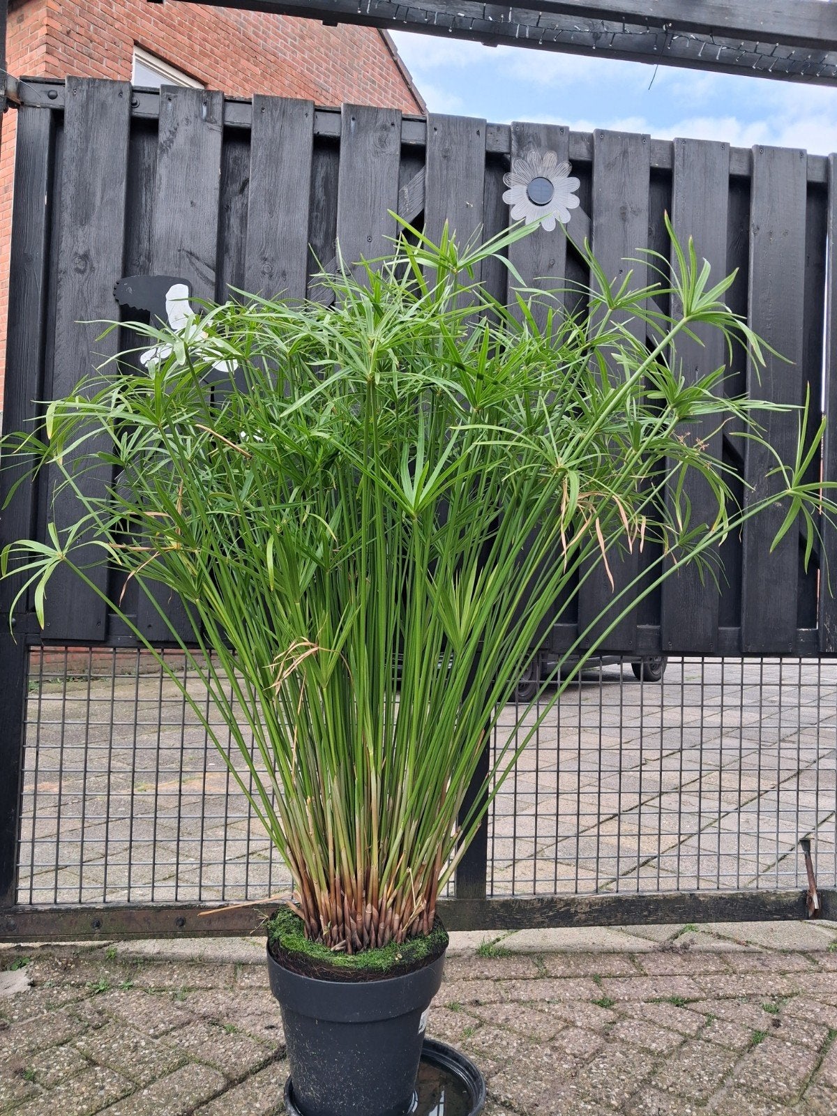 Parapluplant ( Cyperus Alternifolius), Ophalen, Overige soorten, Volle zon