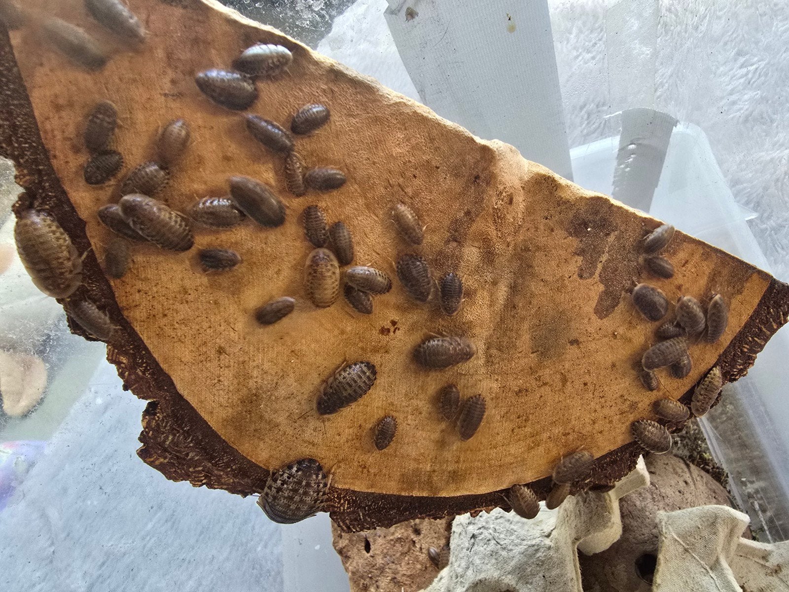 Dubias Kakkerlakken 50st tot 1cm, klein, Dieren en Toebehoren, Overige soorten