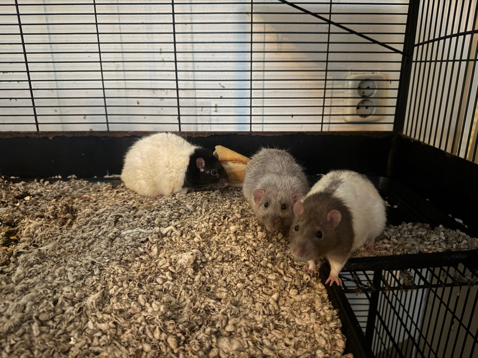 3 Tamme ratten, Dieren en Toebehoren, Rat, Februari, Mannelijk, Tam