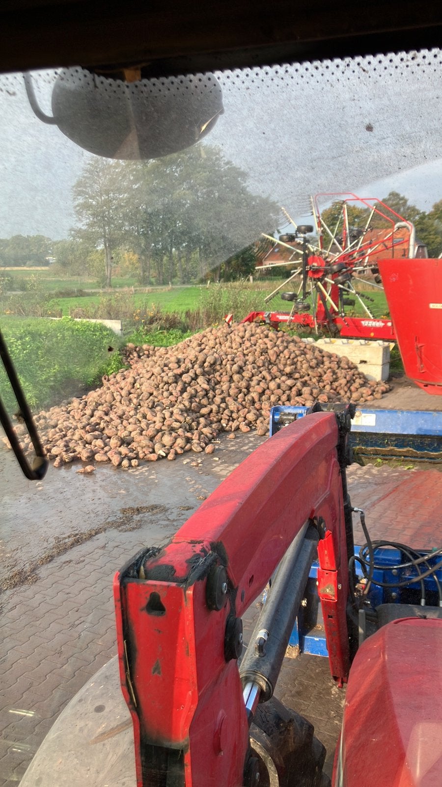 Voederbieten te koop, Dieren en Toebehoren, Ophalen, Vee