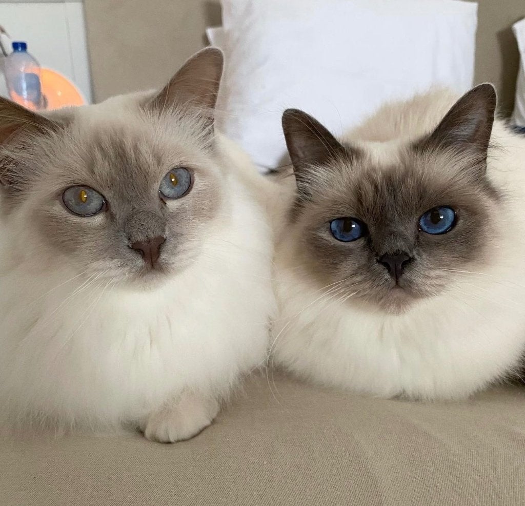 2 lieve heilige birmaan poesjes zoeken een gouden mandje, Poes, Met stamboom, 6 jaar of ouder