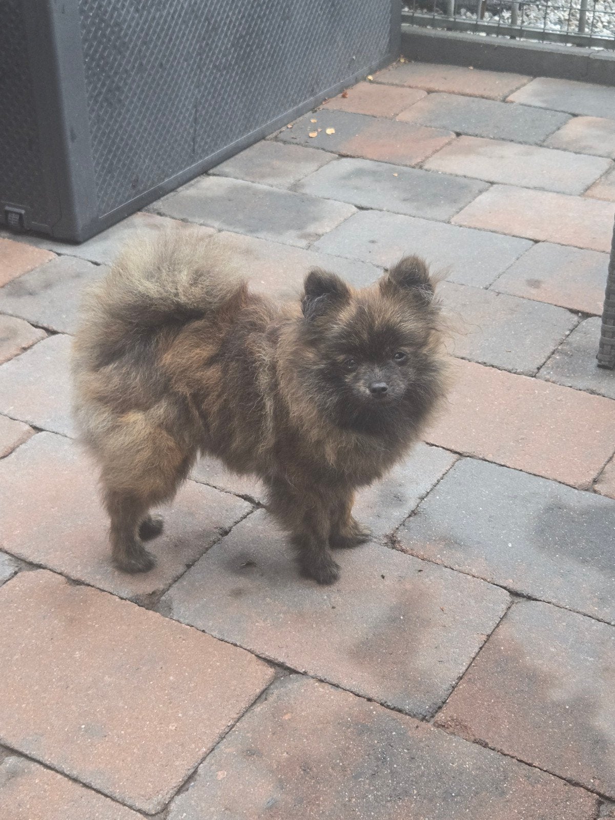 Dwergkees pomeriaan, Dieren en Toebehoren, Honden | Poolhonden, Keeshonden en Oertypen, Particulier, Keeshond, 15 weken tot 1 jaar