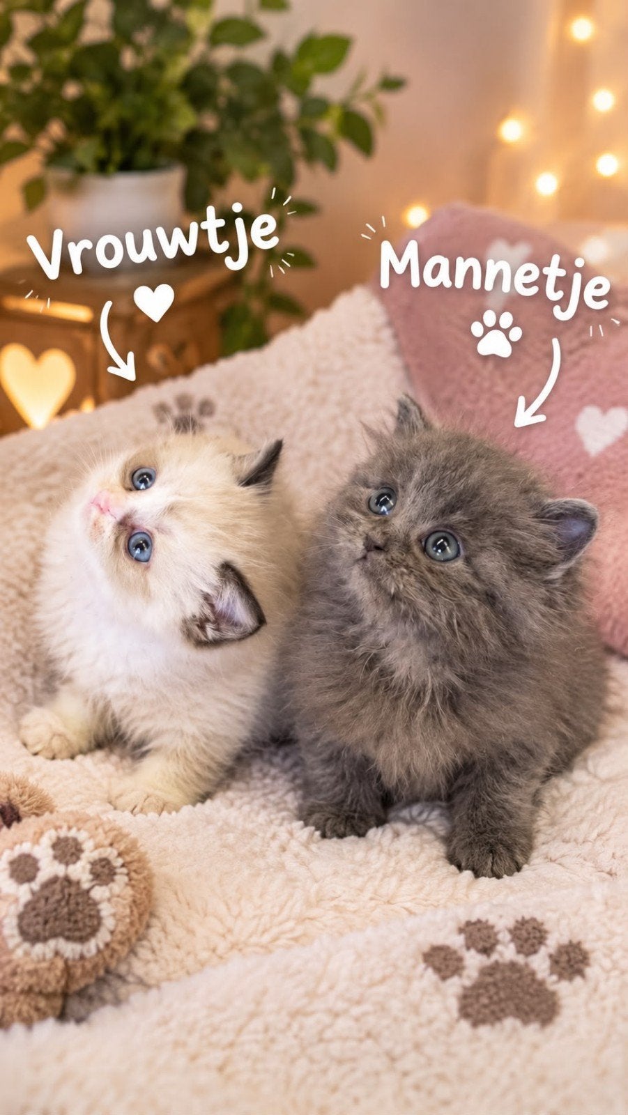 Prachtige Ragdoll kittens te koop, Dieren en Toebehoren, Meerdere dieren