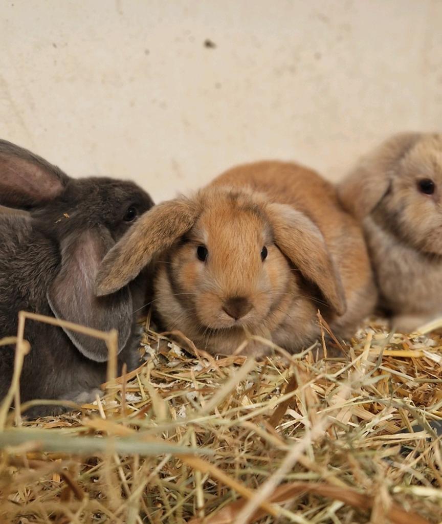 🤎Prachtige dwerghangoorkonijntjes te koop🤎, Dieren en Toebehoren, Meerdere dieren, Dwerg