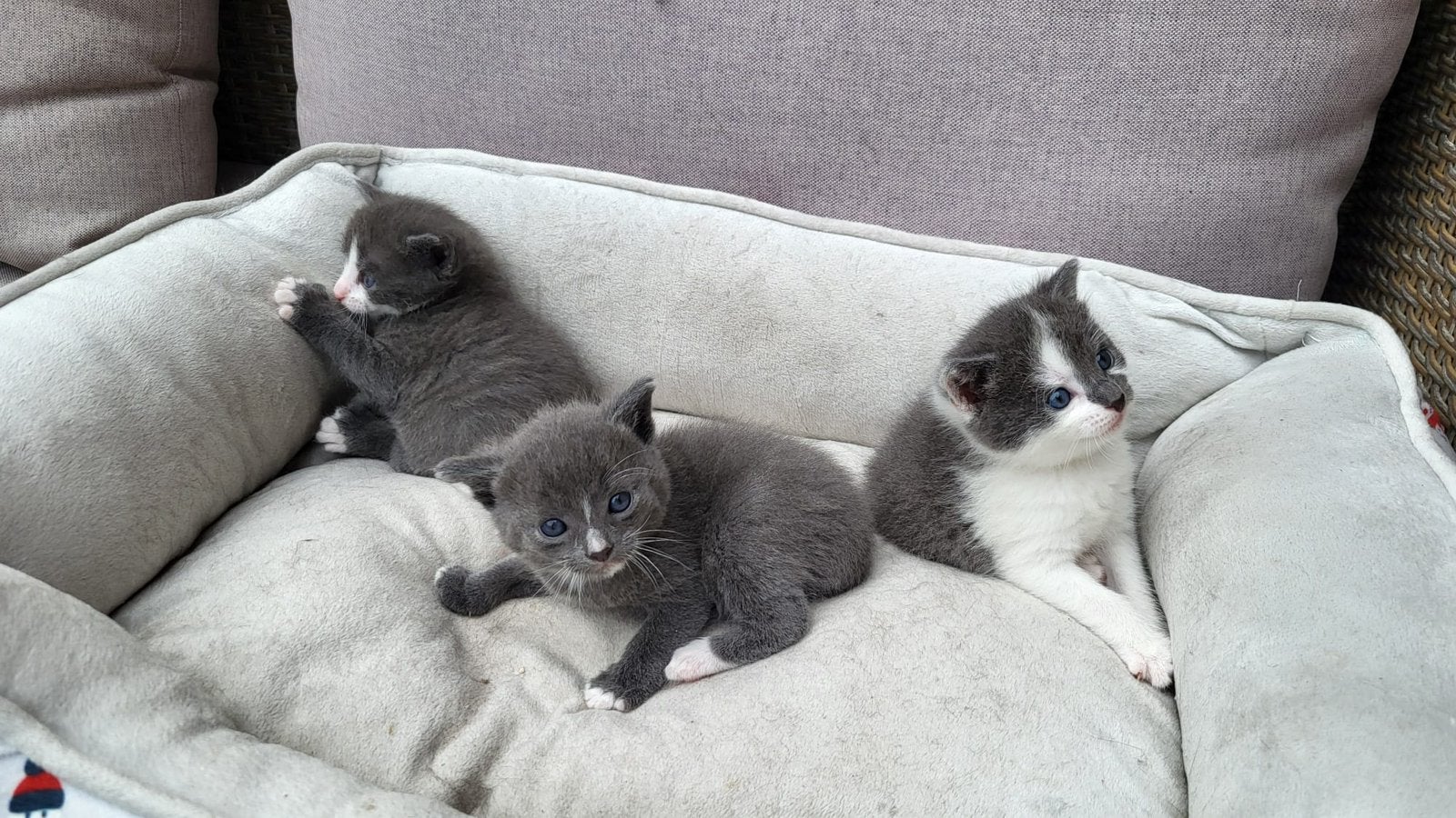 Kittens