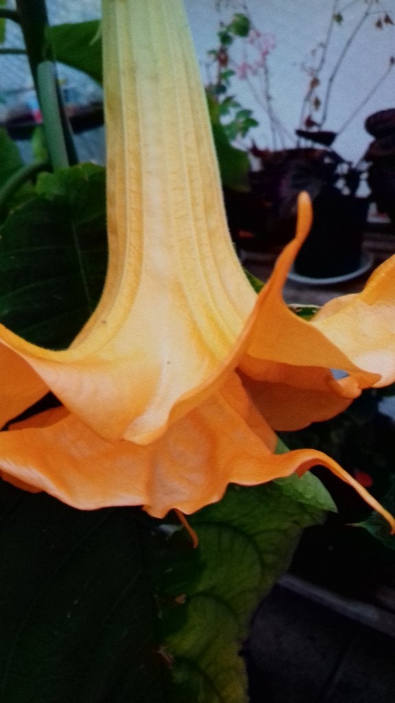 Dubbelbloemige brugmansia, Tuin en Terras, Planten | Tuinplanten, Volle zon, Vaste plant, Zomer, Ophalen