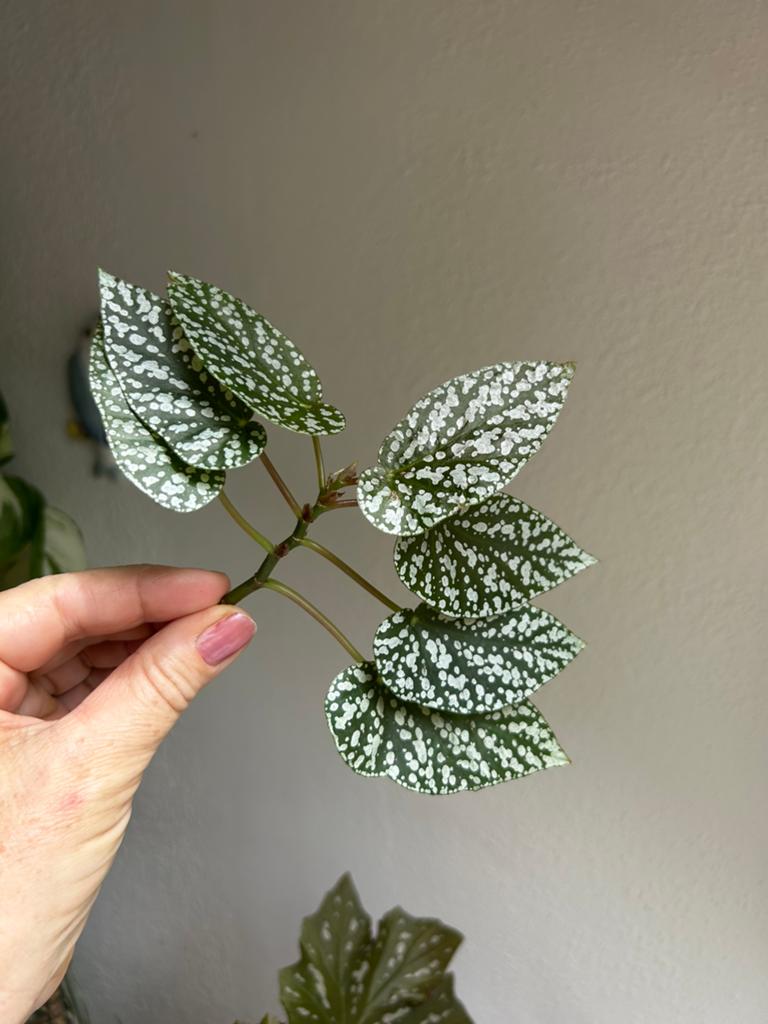 Begonia snowcap, meerdere stekken zie advertentie, Ophalen of Verzenden, Halfschaduw, Minder dan 100 cm