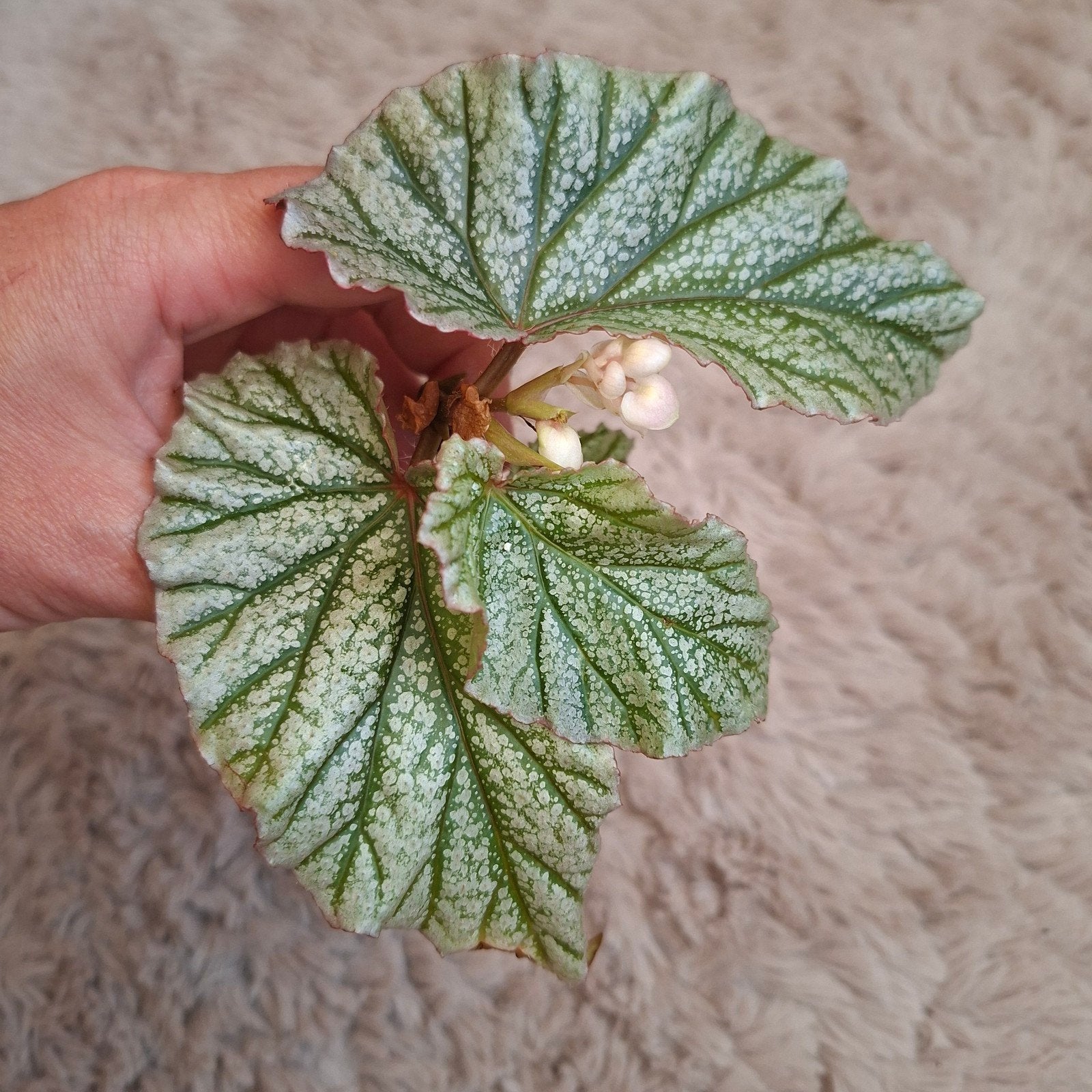 Begonia Don Miller stek, Huis en Inrichting, Kamerplanten, Ophalen of Verzenden, Halfschaduw, Minder dan 100 cm