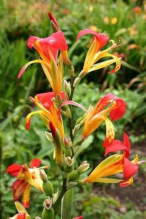 Canna knollen, Ophalen of Verzenden, Zomer, Overige soorten, Volle zon